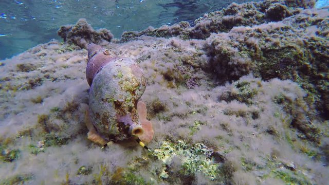 Time Lapse Triton Snail Underwater