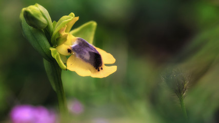 Wildflowers of Sicily