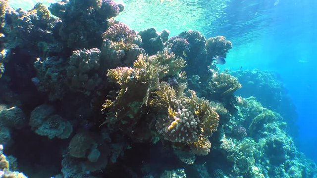 The camera moves along the top of a coral reef on which sun rays play.
