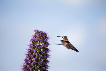 A Hummingbird