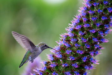 A Hummingbird