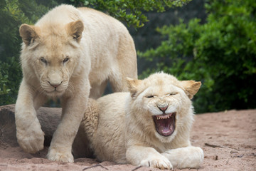 Yawning lion