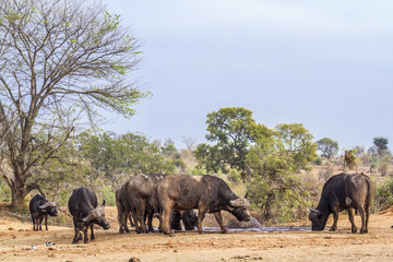 Obraz premium African buffalo in Kruger National park, South Africa