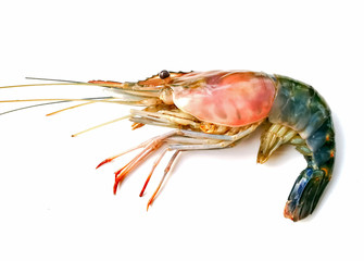 river shrimps, prawns  on white background