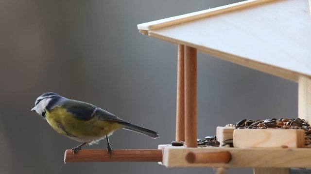 Blaumeise im Vogelhaus