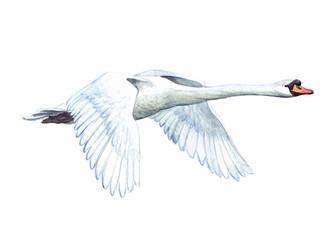 Watercolor single swan animal isolated on a white background illustration.