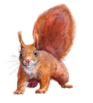 Watercolor single squirrel animal isolated on a white background illustration.
