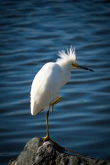 The Snowy Egret