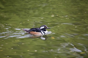 Hooded Merganser (Lophodytes cucullatus)