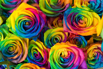 Naklejka premium Rainbow color of rose 