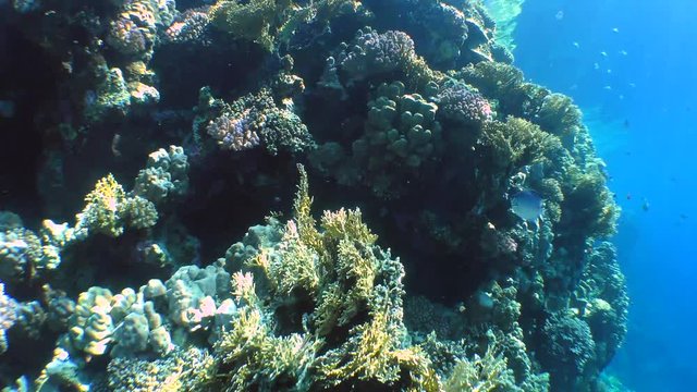 Movement of the video camera along the wall of a coral reef covered with various kinds of corals.
