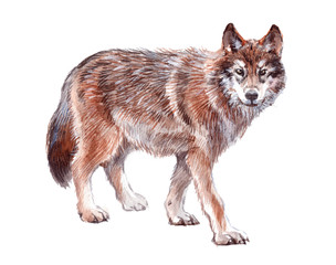 Watercolor single wolf animal isolated on a white background illustration.
