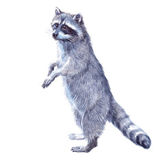 Watercolor single raccoon animal isolated on a white background illustration.   © PYRAMIS