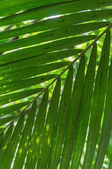 Die Palmwedel einer Howea Forsteriana, Kentia
