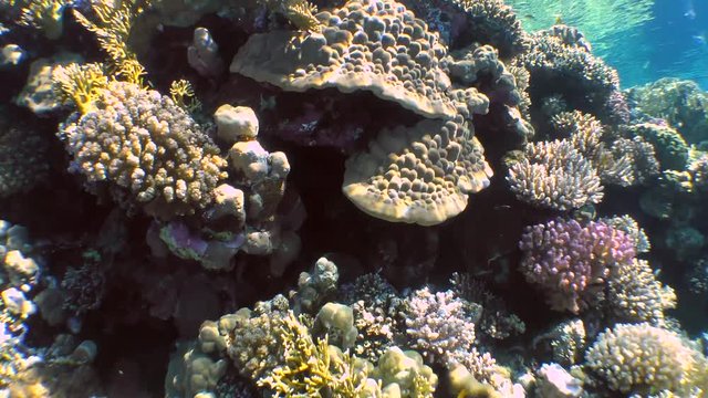 Movement of the camera along the wall of a coral reef covered with various kinds of corals.
