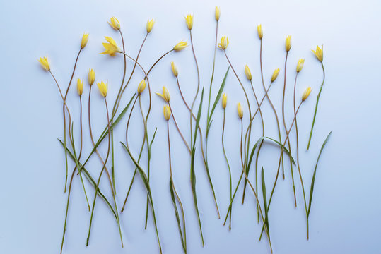 Fototapeta Flowers on a light blue background