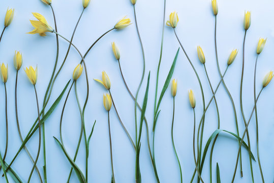 Fototapeta Flowers on a light blue background