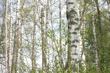 Trunks of birch trees in forest / birches in sunlight in spring / birch trees in bright sunshine / birch trees with white bark / beautiful landscape with white birches