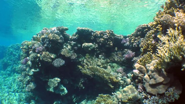The camera moves along the top of a coral reef on which sun rays play.
