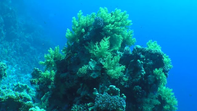 The camera approaches the picturesque ledge of a coral reef covered with bushes Broccoli coral (Litophyton arboreum).
