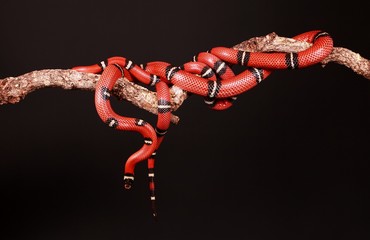 rote nattern auf einem ast