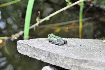 Frosch  happy