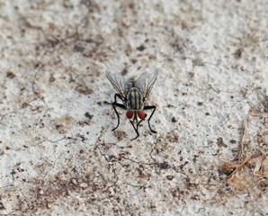 gadfly