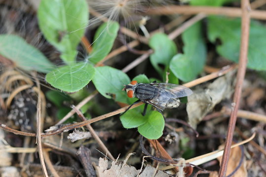 gadfly