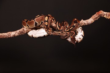 2 Pythons auf einem Ast