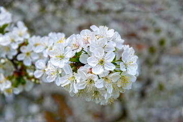 Blooming cherry branch