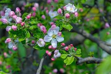 Blossoming apple tree branch