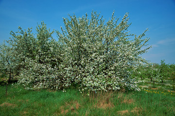 Fototapeta na wymiar Orchard, blooming apple trees, spring