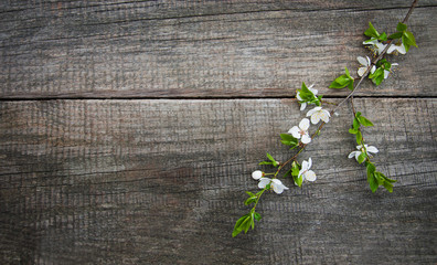 Fototapeta na wymiar Spring cherries blossom