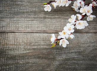 Fototapeta na wymiar Spring apricot blossom