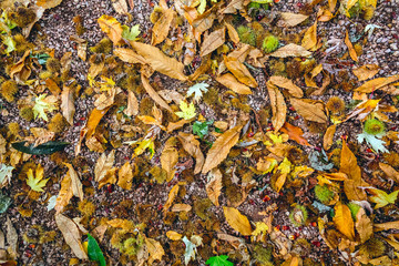 Autumn texture of fallen leaves and chestnuts.