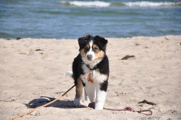 Austrailian Shepperd