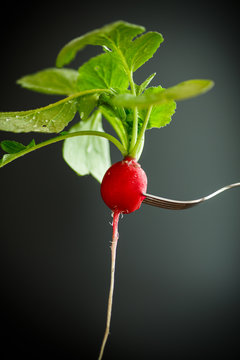 Ripe red radish with foliage