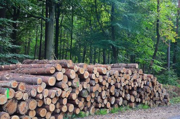 Drewno ścięte w lesie