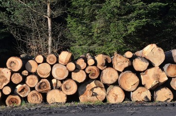 Drewno ścięte w lesie
