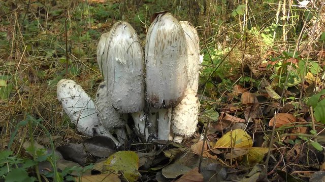 A group of mushrooms shaggy ink cap or lawyer's wig (Coprinus comatus).
