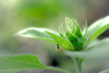 Sunflower sprout isolated on background.