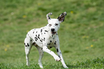 Adorable black Dalmatian dog outdoors in summer