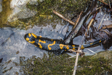 Feuersalamander (Salamandra salamandra) im Wasser