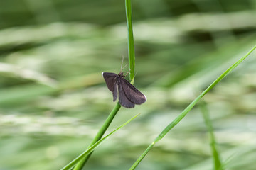 Storchschnabel-Bläuling