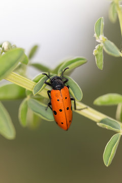 Trichodes octopunctatus is a beetle species of checkered beetles belonging to the family Cleridae, subfamily Clerinae.