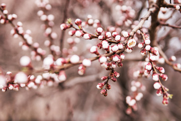 Buds on a branch of apricots that started to blossom