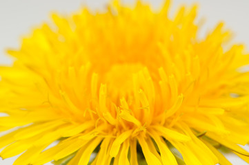 Yellow Dandelion (Taraxacum Officinale) Flower Macro