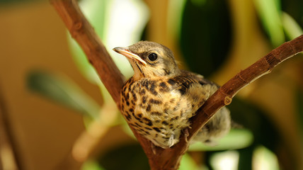 Fieldfare on Tree