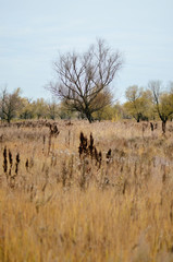 Willow tree in the autumn forest and herb. Lonely tree.