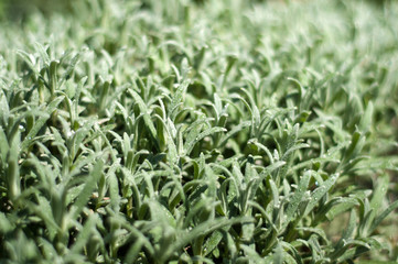 Decorative landscape design. Ornamental grass with drops of dew. Green decorative plant for landscape design.